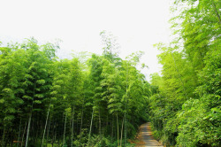 竹林效果图素材