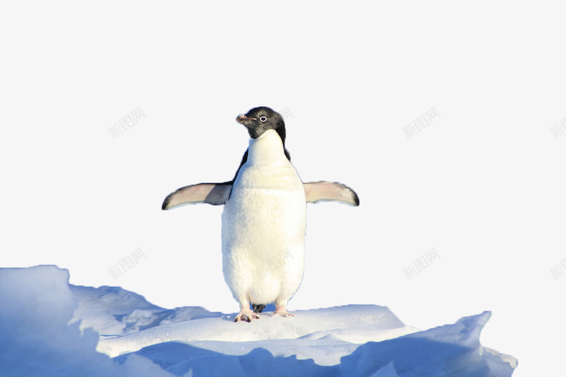 企鹅png免抠素材_新图网 https://ixintu.com 企鹅 冰川 南极 白色
