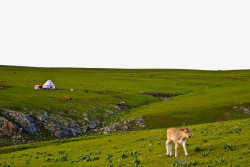 新疆伊犁河谷绿色草坪平原高清图片