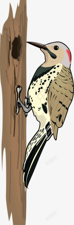 捉虫捉虫的啄木鸟高清图片