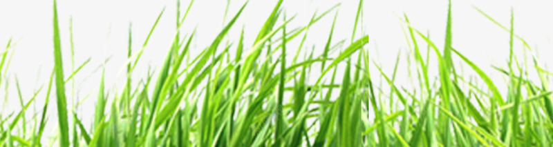 草丛png免抠素材_新图网 https://ixintu.com 小草 春季素材 点缀 草丛 装饰