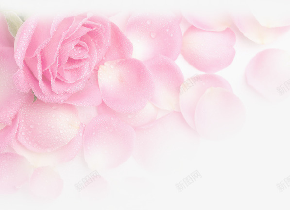 水珠粉色唯美花瓣花朵png免抠素材_新图网 https://ixintu.com 水珠 粉色 花朵 花瓣