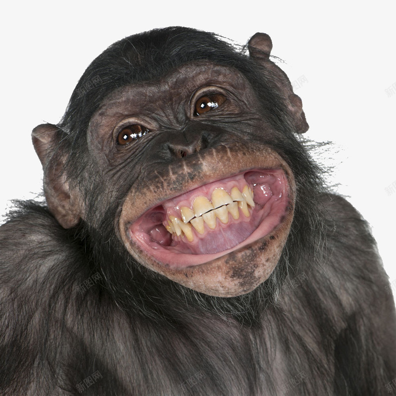 开心微笑的黑猩猩png免抠素材_新图网 https://ixintu.com 动物 开心 微笑 黑猩猩