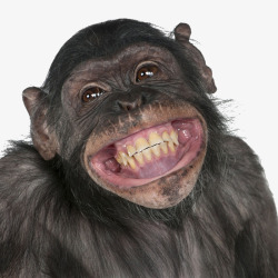 开心微笑的黑猩猩素材