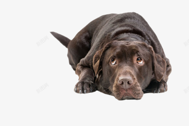 黑色可爱躺着的狗动物png免抠素材_新图网 https://ixintu.com 人类朋友 免扣 免费下载 动物 宠物 生物 睡觉 躺着 躺着的狗