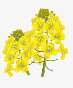 黄色大花瓣手绘卡通油菜花高清图片