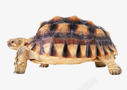 黄色龟壳爬行的乌龟高清图片