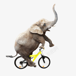 骑车大象动物大象自行车高清图片
