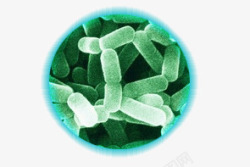 微生物菌荧光假单孢菌高清图片