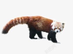 很胖的小熊猫可爱的小熊猫高清图片