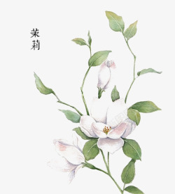 茉莉花手绘茉莉花高清图片