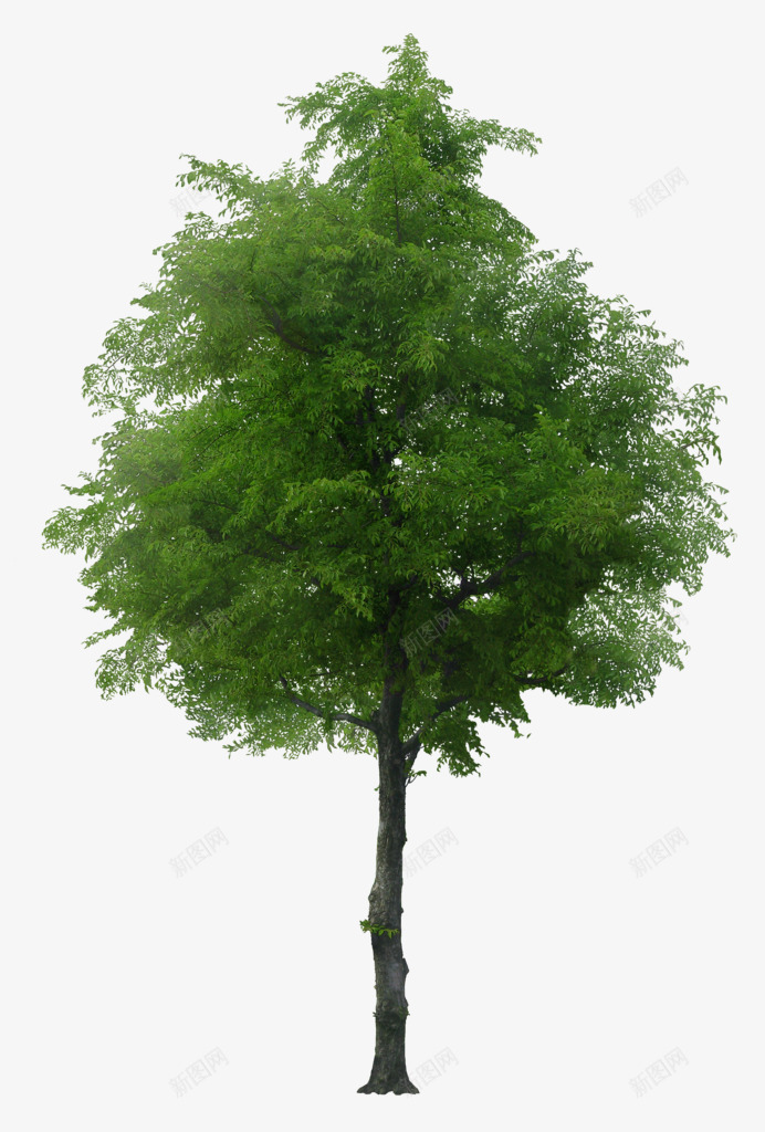 立面树生长茂盛的绿色树木png免抠素材_新图网 https://ixintu.com 生长茂盛的绿色树木 立面树