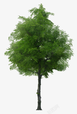 茂盛的生长立面树生长茂盛的绿色树木高清图片