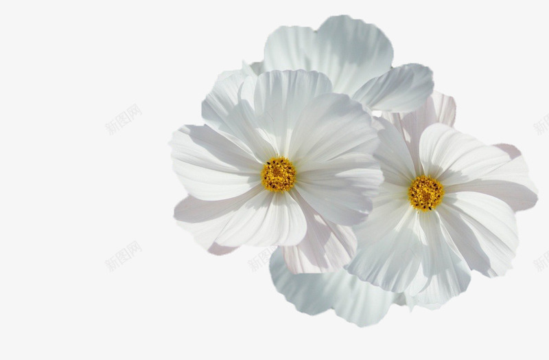 白色山茶花png免抠素材_新图网 https://ixintu.com 唯美 山茶花 植物 白色 白色山茶花 纯洁 美丽 自然 花卉 花朵