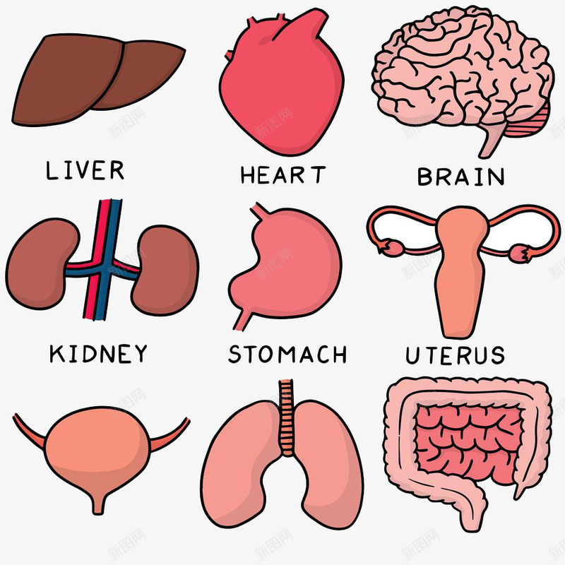 各个器官png免抠素材_新图网 https://ixintu.com 人体器官 人体组织 各个器官 喉 耳 耳鼻喉 高清免扣 鼻