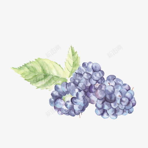 水彩葡萄png免抠素材_新图网 https://ixintu.com PNG免抠 PNG免抠元素 叶子 手绘 水彩提子 水彩葡萄 水果 简笔画葡萄 线描葡萄 线稿葡萄