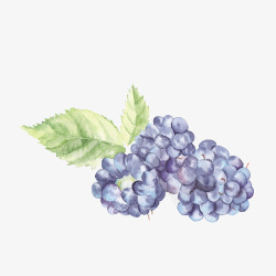 一串儿线稿葡萄水彩葡萄高清图片