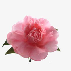 一朵粉红的唯美山茶花植物素材