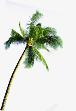 海岛绿色椰子树素材