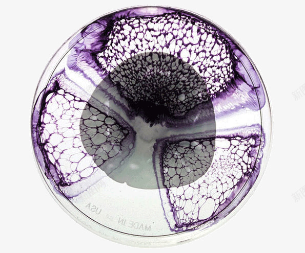 盘子里的视觉艺术png免抠素材_新图网 https://ixintu.com 创意 培养皿 微生物 盘子 艺术 视觉