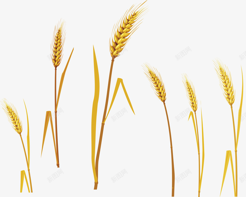 手绘卡通小麦png免抠素材_新图网 https://ixintu.com 农作物 卡通 大麦 小麦地 植物 粮食 金色 黄色