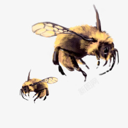 飞翔的蜜蜂图素材