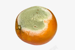 发霉发霉的柑橘高清图片
