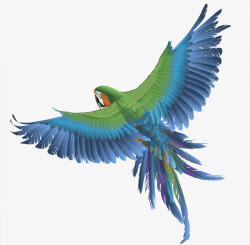 彩色标本手绘唯美鸟类图案高清图片