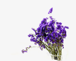 一束紫色的花勿忘我高清图片