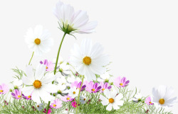 白色精致小花花朵素材