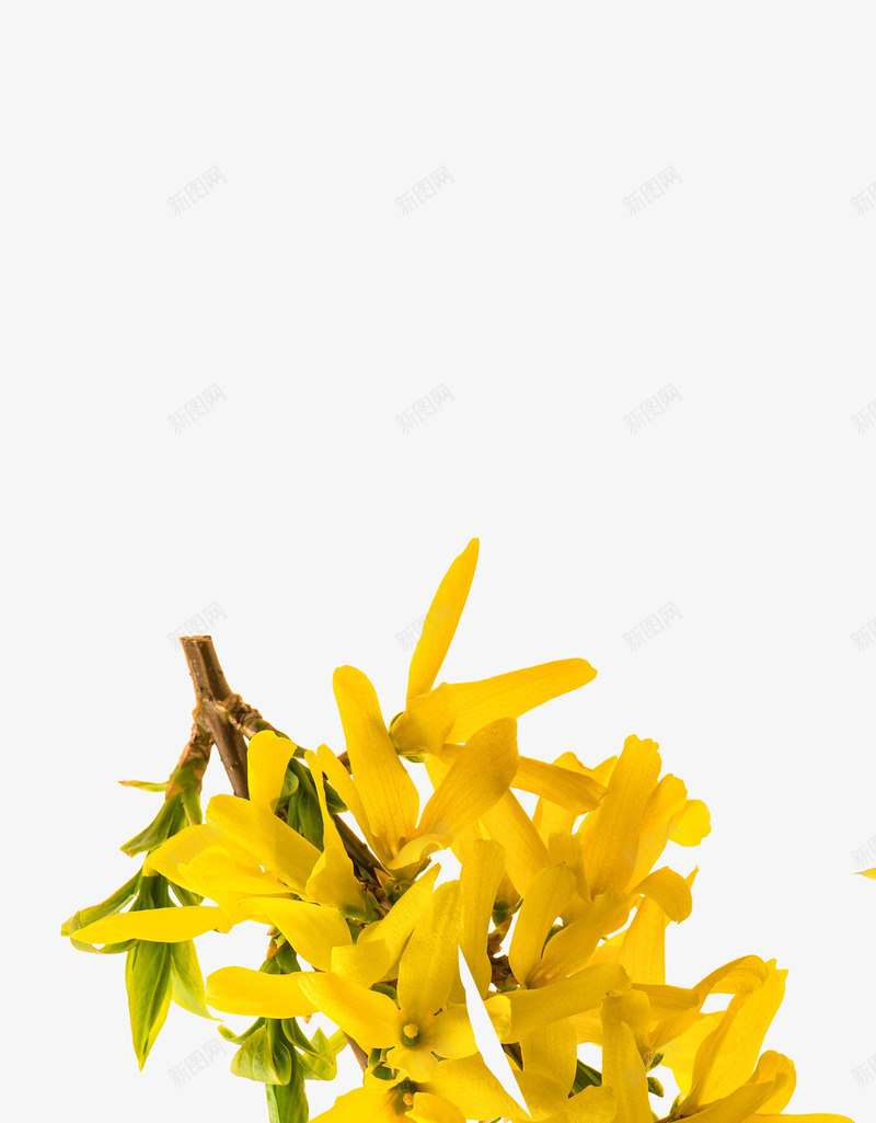 黄色的迎春花png免抠素材_新图网 https://ixintu.com 植物素材 美丽鲜花 花卉 虎年迎春 高清图片 鲜花素材