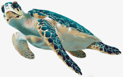 手绘彩色大海龟素材