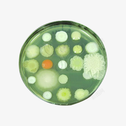 酵母菌与细菌png免抠素材_新图网 https://ixintu.com 微生物 真菌 细菌 酵母 酵母菌