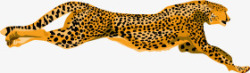 豹子斑纹猎豹高清图片