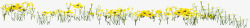 春季黄色花海植物素材