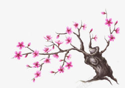 韩国花卉素材