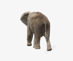 大象背影大象背影高清图片