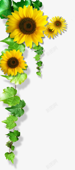 手绘美景黄色向日葵花朵美景手绘高清图片