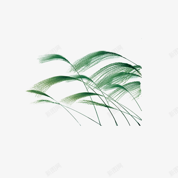 彩绘芦苇png免抠素材_新图网 https://ixintu.com 湖边的芦苇 绿草芦苇 芦苇植物素材 芦苇风景图片
