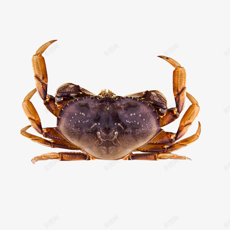 面包蟹螃蟹抠图png免抠素材_新图网 https://ixintu.com 海鲜 螃蟹 面包蟹 鲜活