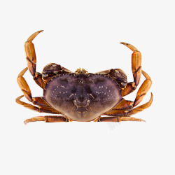 面包蟹螃蟹抠图素材