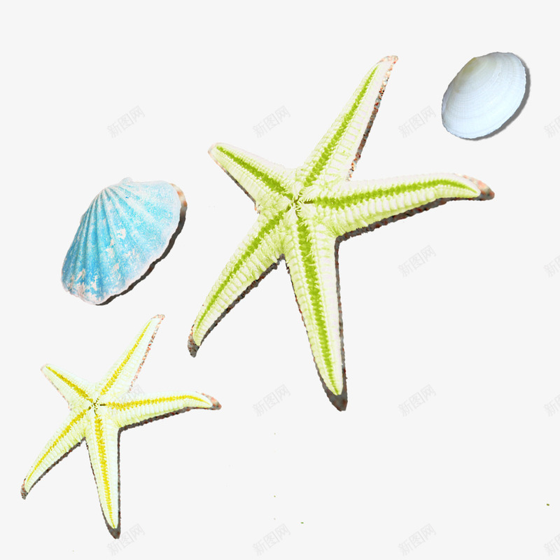 海星和贝壳png免抠素材_新图网 https://ixintu.com 插画 海中生物 海星 绿色 蓝色贝壳