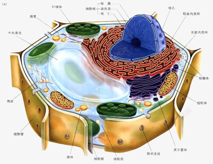 彩色医学细胞结构图png免抠素材_新图网 https://ixintu.com 医学细胞 彩色 生物 研究 科研 细胞结构