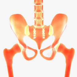 骨头关节X光骨盆关节透视图高清图片