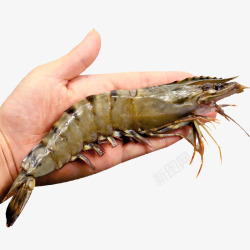 手中的黑虎虾越南黑虎虾高清图片