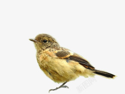 真实小鸟鸟类动物灰林鵖高清图片
