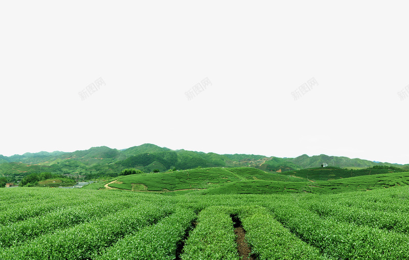 茶山png免抠素材_新图网 https://ixintu.com 绿色茶山 茶叶 茶树