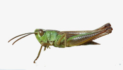 矢量蝗虫蚂蚱蝗虫高清图片