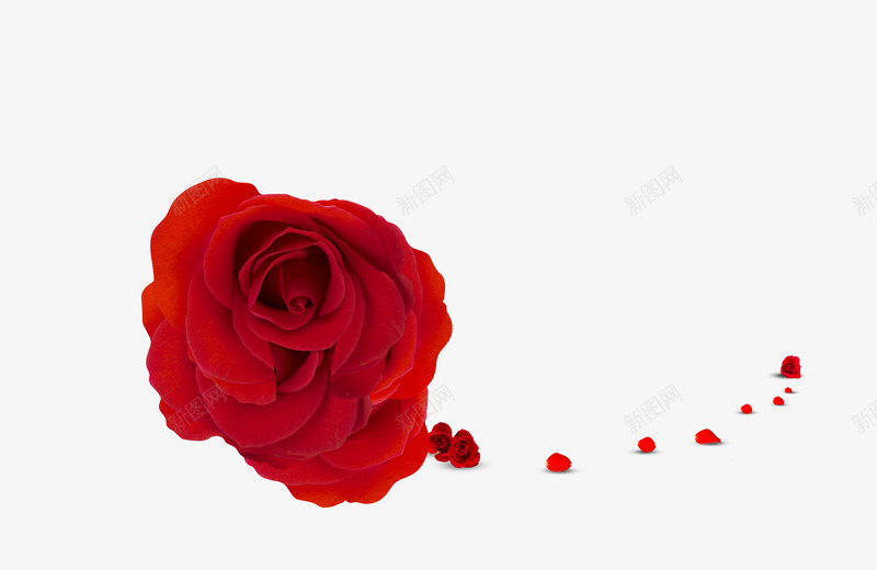玫瑰png免抠素材_新图网 https://ixintu.com 像花儿一样 创意 可放人物 大红 特效 玫瑰 红色 绽放 花瓣
