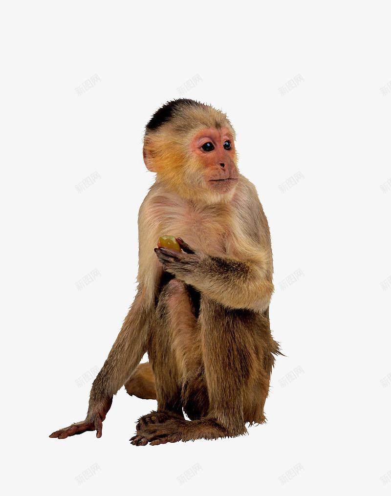 野生动物猴子png免抠素材_新图网 https://ixintu.com 动物 动物免费素材 猴子 野生